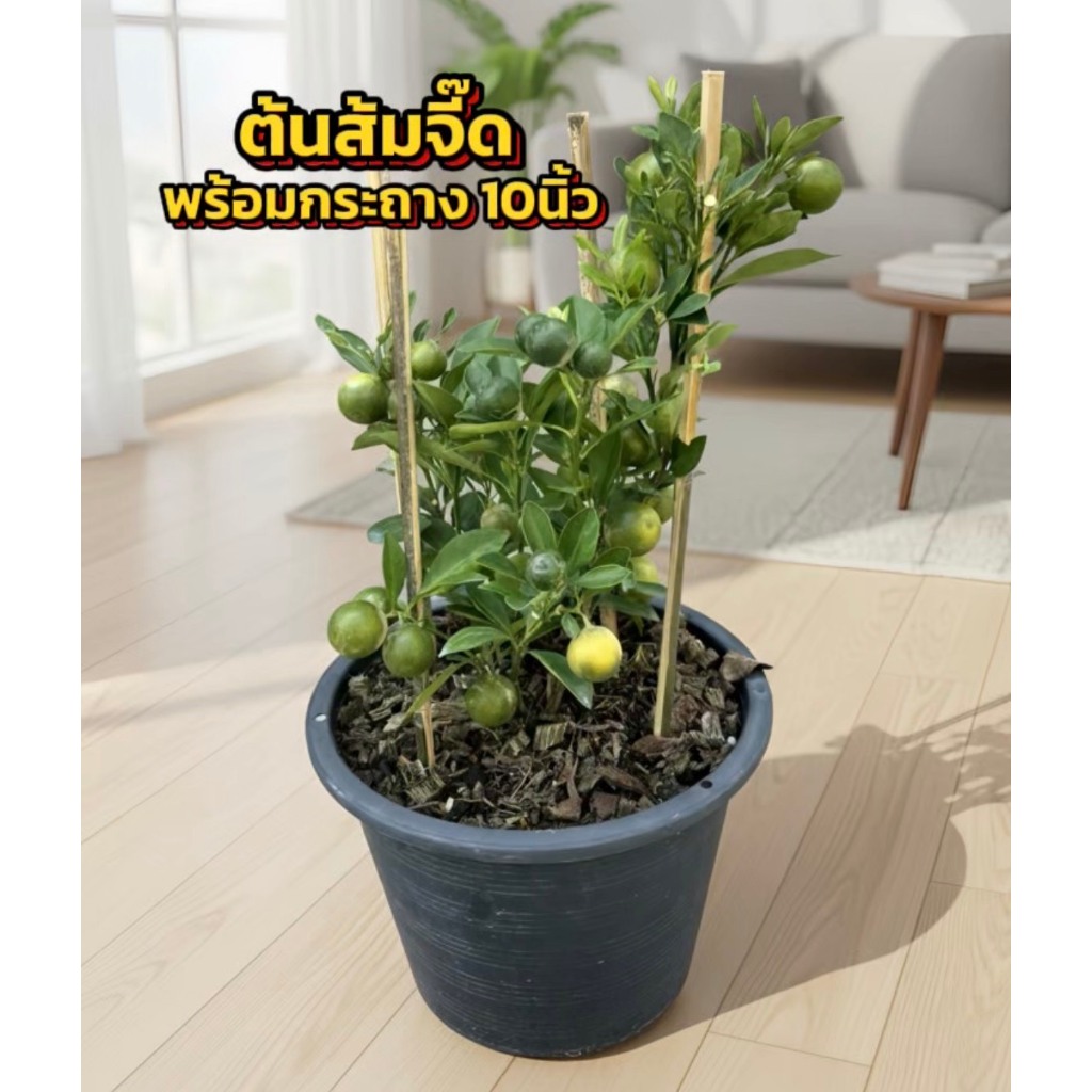 ต้นส้มจี๊ดติดผลเต็มต้น ไม้มงคล ลูกดก สูง50cm พร้อมกระถาง10นิ้ว