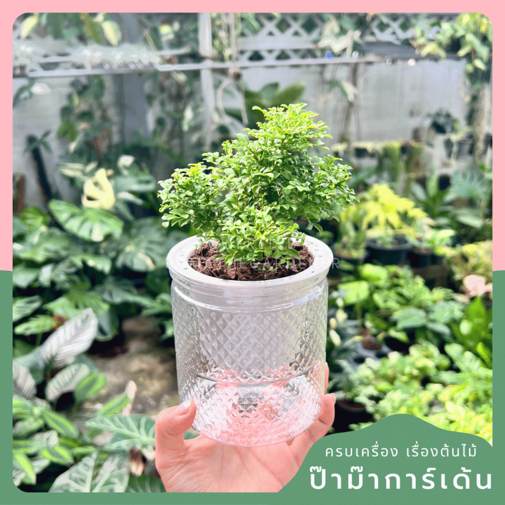 กระถางรดน้ำอัตโนมัติ กระถางใส่น้ำ ดูดน้ำในตัว รดน้ำอัตโนมัติ