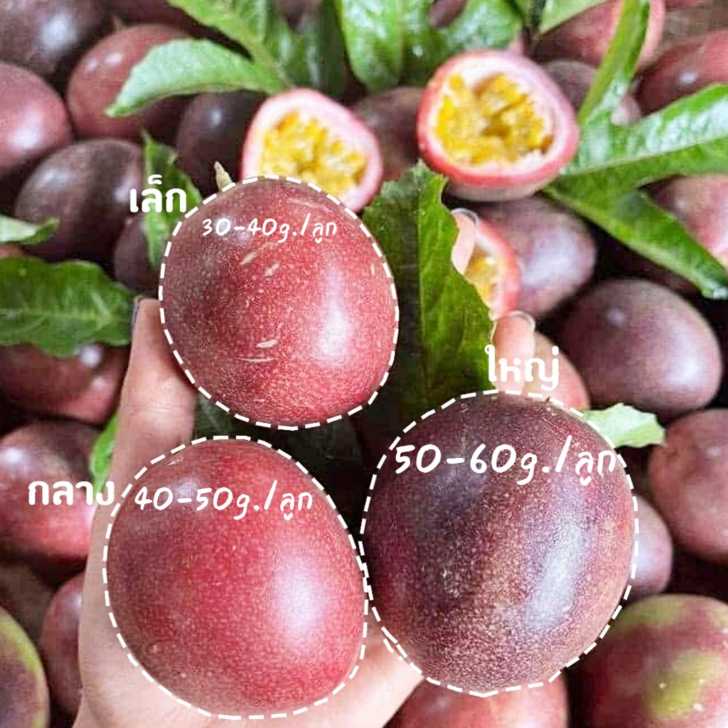 เสาวรสไทนุง ( 🍊คละ Size!!! ) รสชาติเปรี้ยวอมหวาน หอมชื่นใจ (น้ำหนัก 35-60g./ลูก)