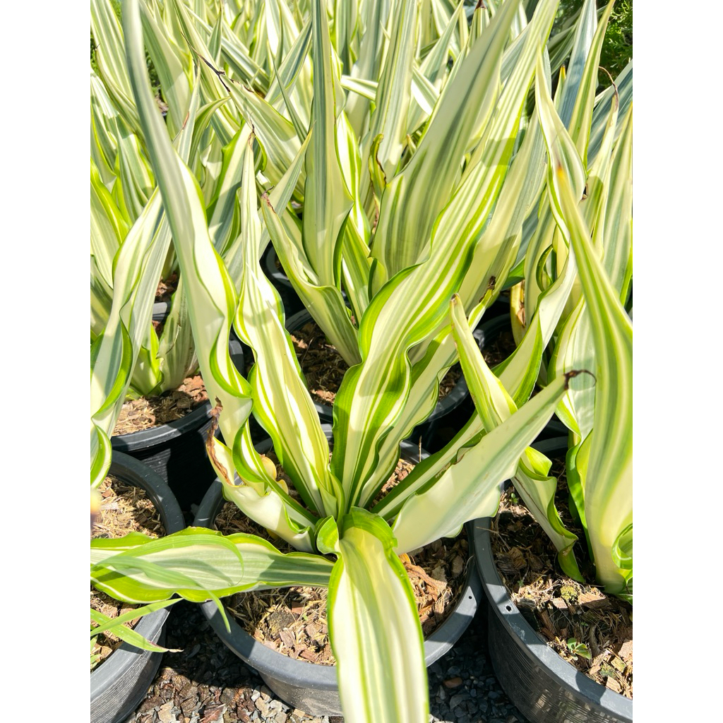 Agave อากาเว่ “บุญชู” ไม้ประดับจัดสวน ทนแดด