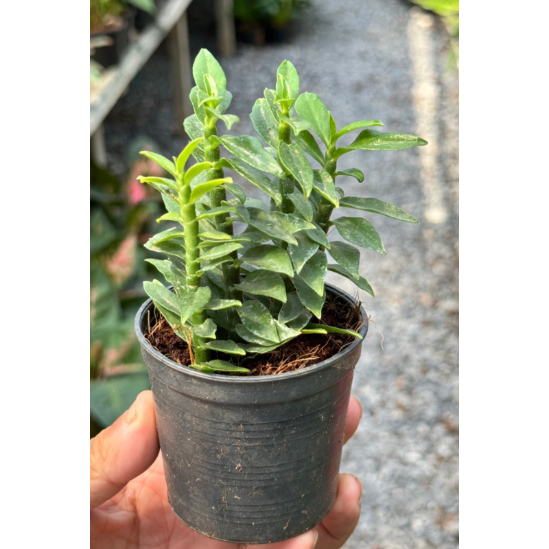 บันไดเศรษฐี พร้อมกระถาง 3 นิ้ว