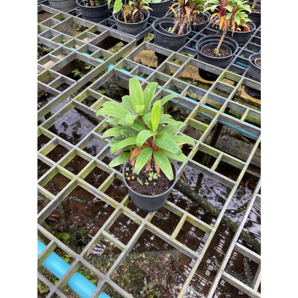 มุมมอง 3