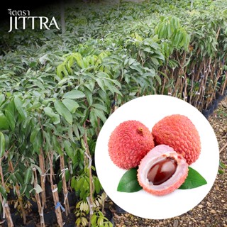จิตตรา ต้นพันธุ์ลิ้นจี่ฮงฮวย กิ่งตอนสูง 60-80 ซม. โตไวให้ผลเ…