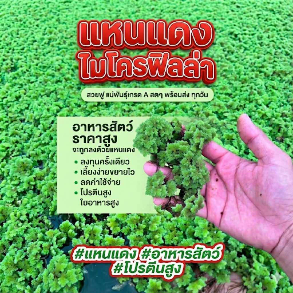 แหนแดงไมโครฟิลล่า คัดพิเศษ พร้อมขยายพันธุ์ ดอกใหญ่ๆ