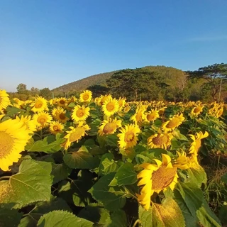 เมล็ดพันธุ์ทานตะวันชมดอก 30 เมล็ด (ดอกใหญ่) ทนแล้ง