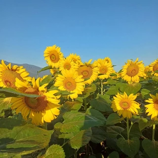 เมล็ดพันธุ์ทานตะวันชมดอก 30 เมล็ด (ดอกใหญ่) ทนแล้ง