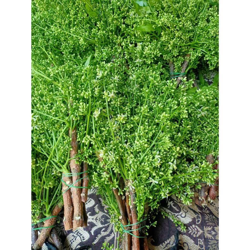 สะเดามัน ใบล้วน ดอกน้อย สะเดา ออเกนิค 500g. / 1 Kg. / 5 Kg.ไม่ขม คัดดอกตูมตัดจากสวน ตัดใหม่ทุกเช้า - รูปที่ 3