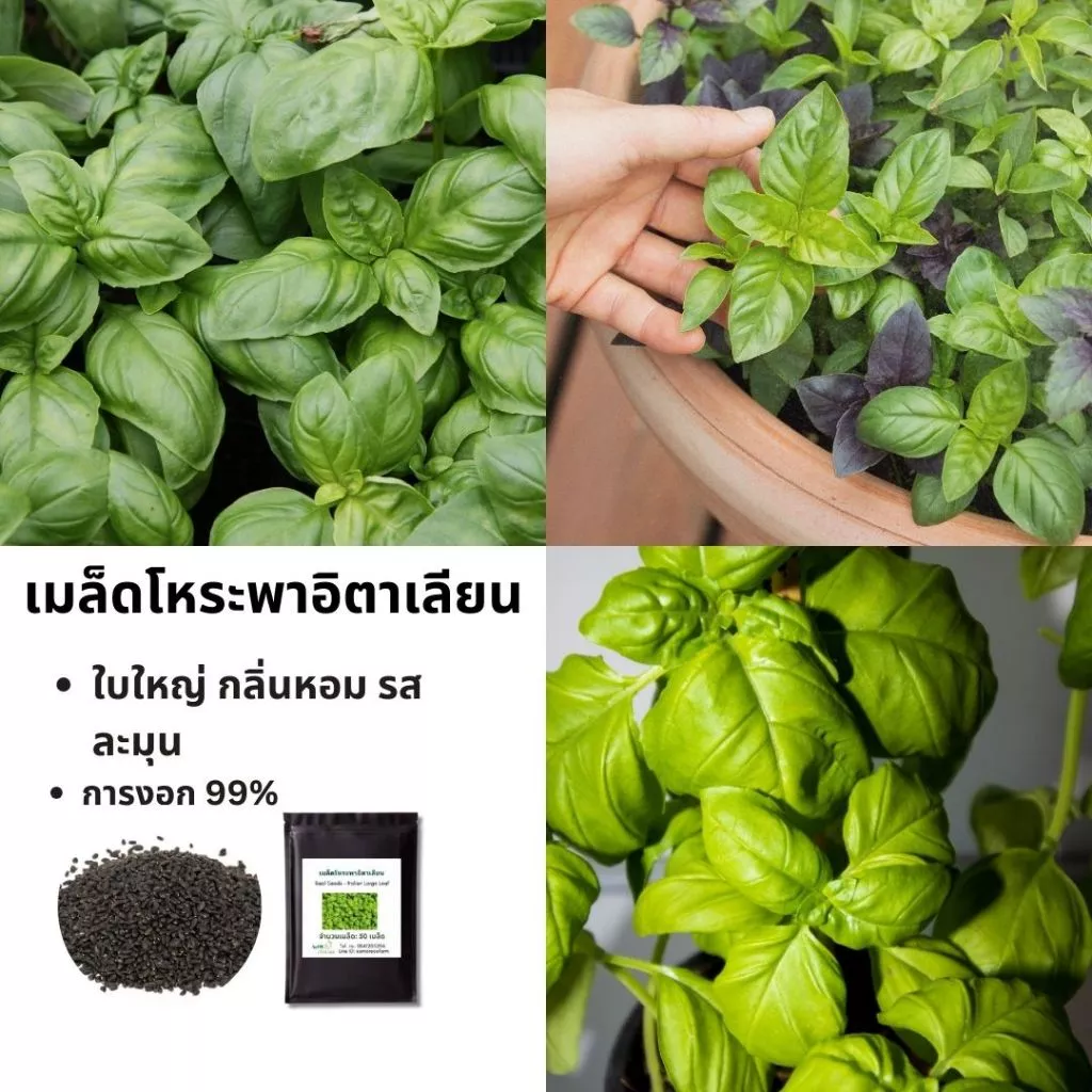 เมล็ดพันธุ์โหระพาอิตาเลียน Italian Large Leaf | ใบใหญ่ หอม ปลูกง่าย | เมล็ดผักสวนครัว