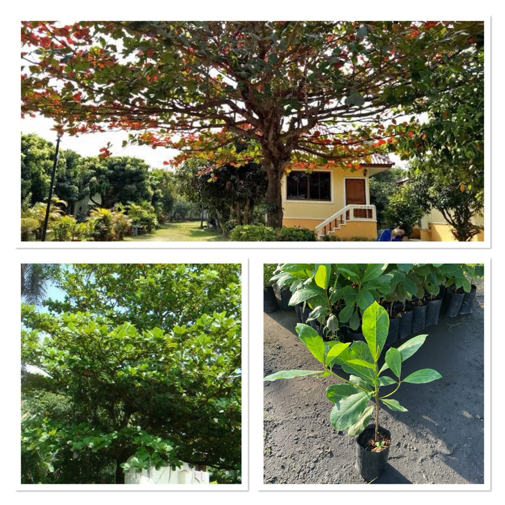 ต้นหูกวาง ต้นพันธ์ุหูกวาง (40-60cm)