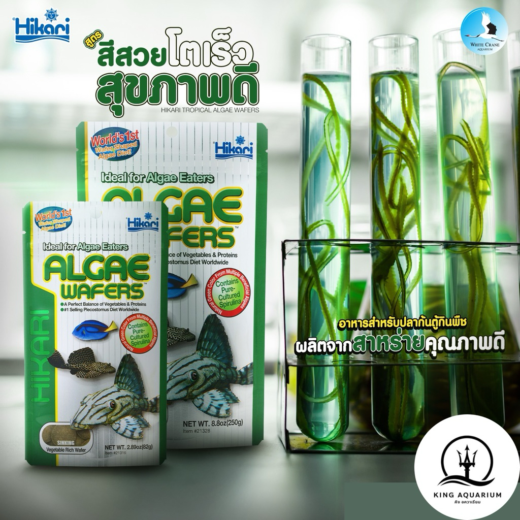 Hikari Tropical ALGAE WAFERS อาหารสำหรับปลาซัคเกอร์ และปลากินตะไคร่น้ำชนิดอื่น