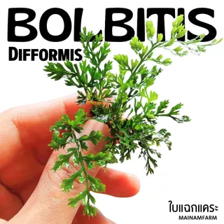 รากดำ ใบแฉกจิ๋ว / ใบแฉกแคระ – BOLBITIS DIFFORMIS ต้นไม้น้ำ