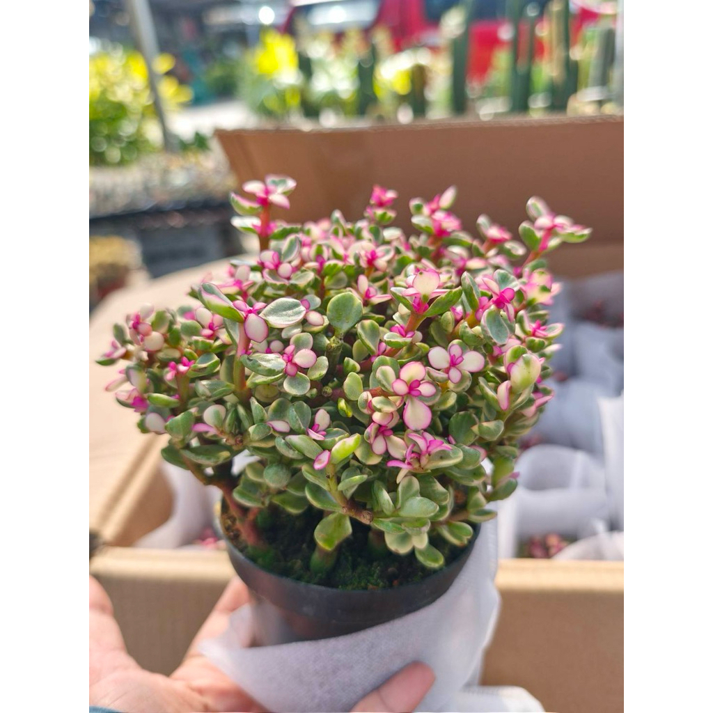 ปะการังด่างชมพูฟฝแบบพุาม  [ปะการังสายรุ้ง] กระถาง4-5นิ้วแบบหลายต้นเล็กใน1กระถาง