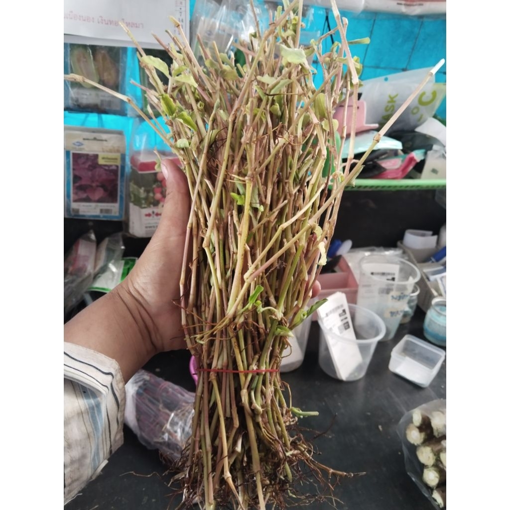 ผักปราบใบแคบ ผักปราบใบแหลม ผักปลาบ ขายกิ่งชำ 1 ชุด 100 กิ่ง 100 บาท (สำหรับปักชำทำยาหรือวิจัย) - รูปที่ 7