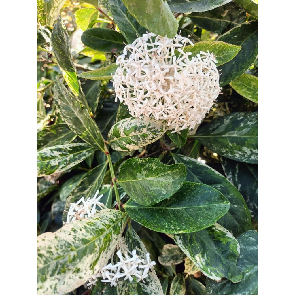 เข็มป่าด่าง(Ixora Variegated)