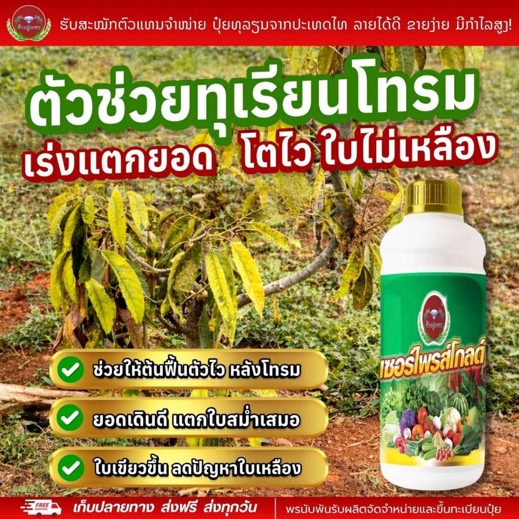 เซอร์ไพรส์โกลด์ สูตรแก้ต้นทุเรียนโทรม เร่งโต ยอดเดินดี ใบไม่เหลือง ใบเขียว