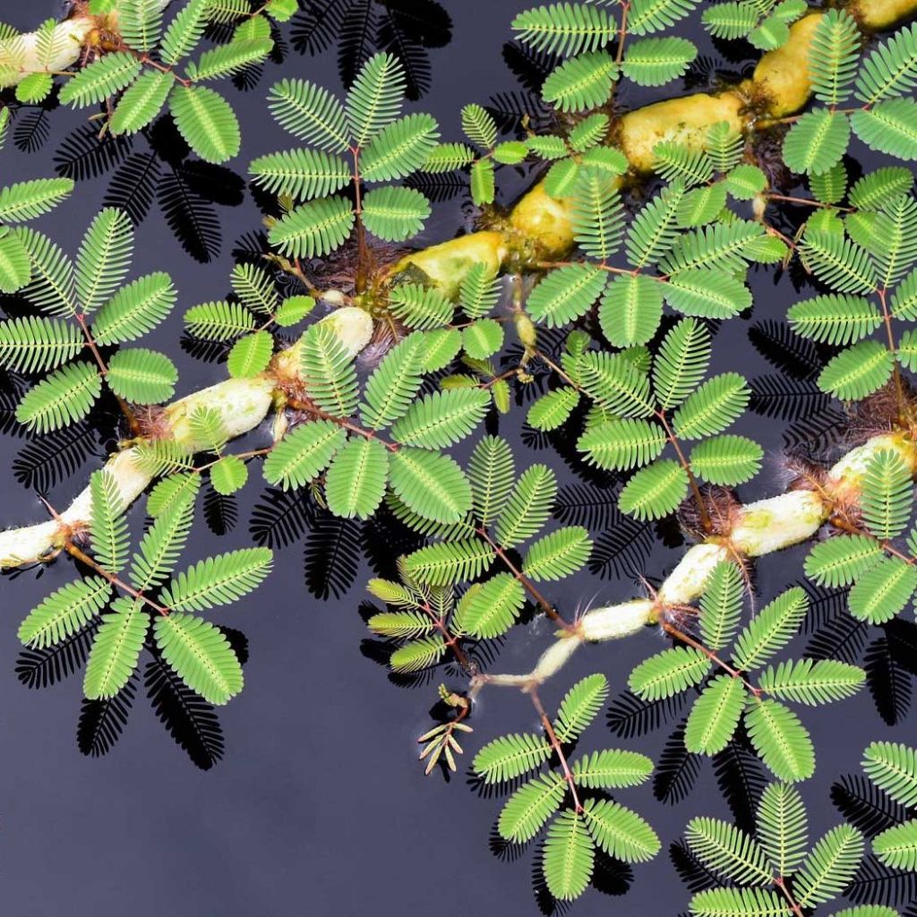 ผักกระเฉด🎯ถูกที่สุด 9 บาท🎯เมล็ดพันธุ์ผักกระเฉดน้ำ 5 เมล็ด🎯งอกง่าย🌱ขยายเร็ว🌱ทานอร่อย