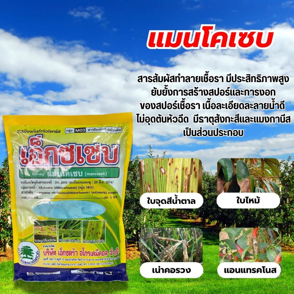 แมนโคเซบ 80% สีเหลือง (ขนาด 1 กิโลกรัม)ป้องกันโรคแอนแทรคโนส โรคราสนิม โรคกุ้งแห้งในพริก