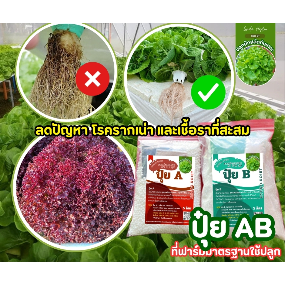 (ขายดี) ปุ๋ย AB สูตรดั้งเดิม เข้มข้น ใช้นิดเดียว ราคาประหยัด แบบทดลอง | พืชดูดซึม ดีที่สุด