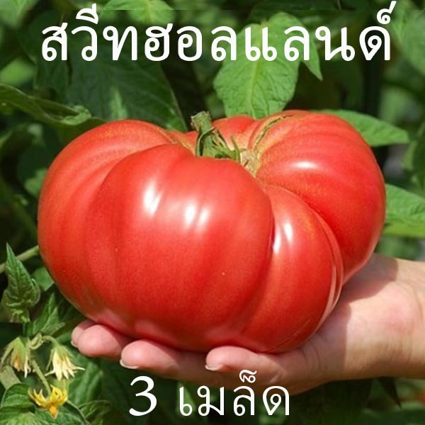 มะเขือเทศสวีทฮอลแลนด์🎈ซื้อ10แถม1🎯ถูกที่สุด12บ.🎯เมล็ดพันธุ์มะเขือเทศสวีทฮอลแลนด์ 3 เมล็ด🎈ลูกละ1 กิโลกรัม++🍅ทานสดหวานๆสุดๆ