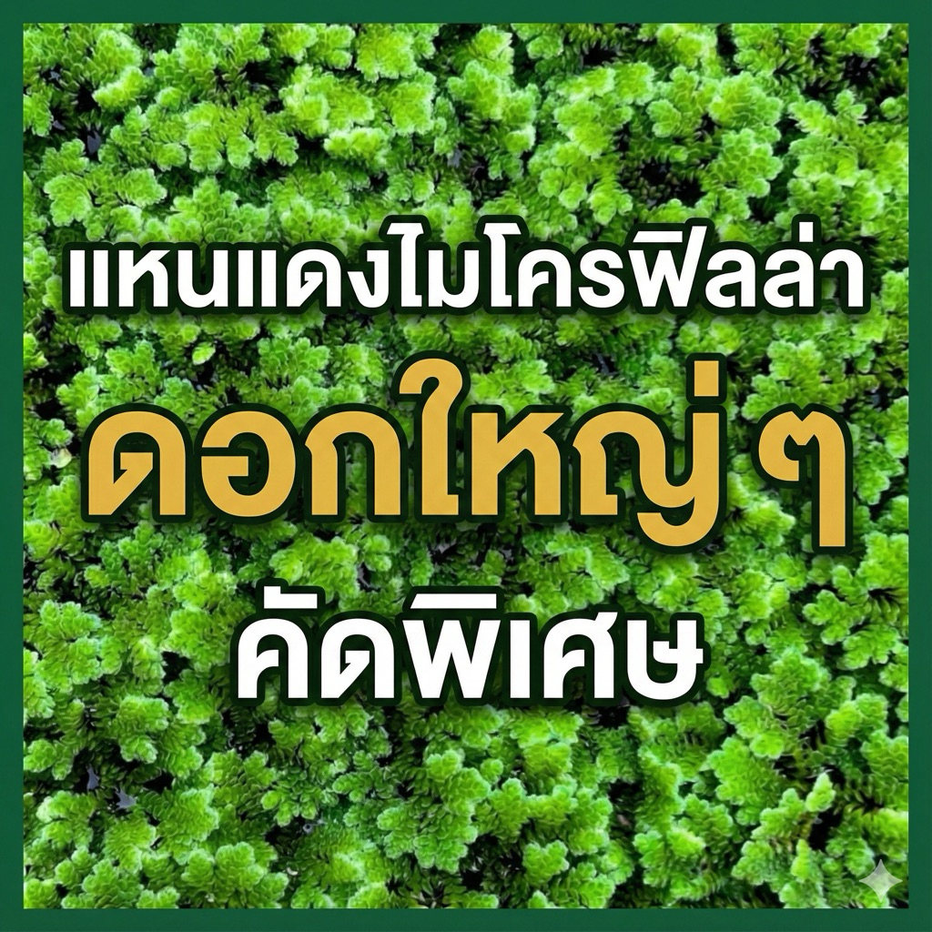 แหนแดงอะซอลล่า ไมโครฟิลล่า (Azolla microphylla) ดอกใหญ่ๆ คัดพิเศษ พร้อมขยายพันธุ์