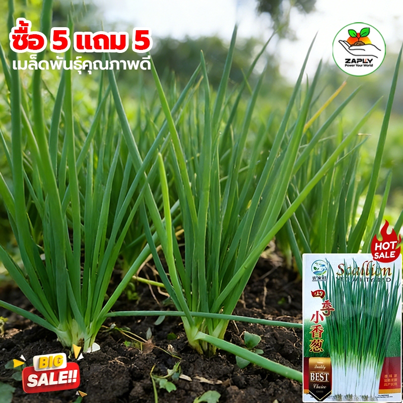 เมล็ดพันธุ์ ต้นหอมแบ่ง 1000 เมล็ด [ 5 แถม 5]คละได้