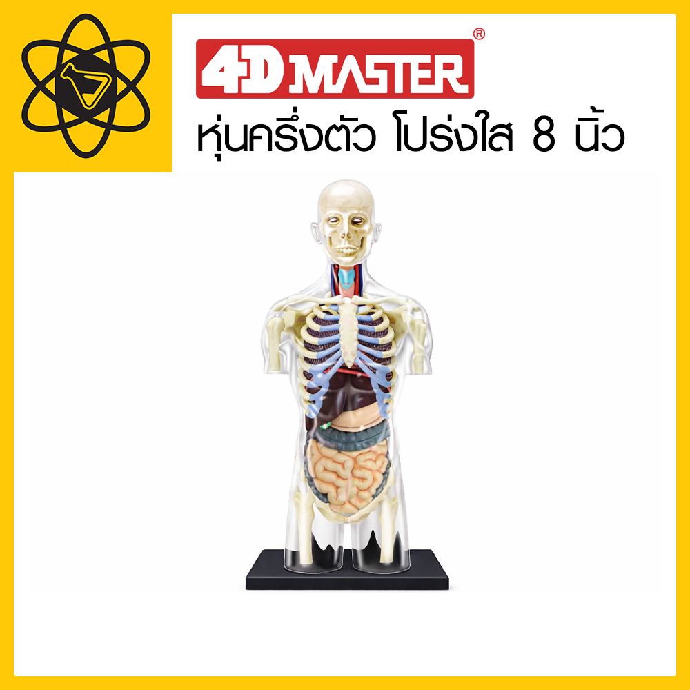 4D Vision หุ่นครึ่งตัว โปร่งใส 8 นิ้ว 4 มิติ