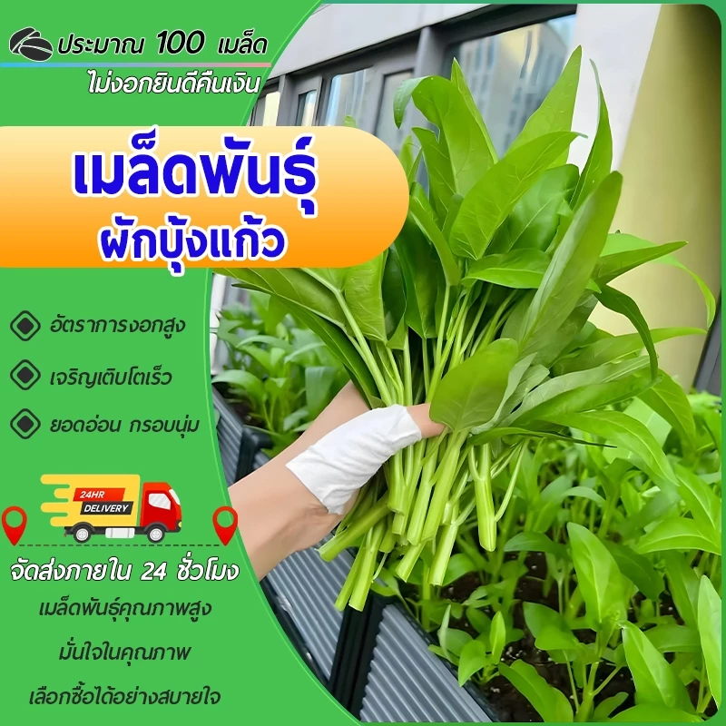 เมล็ด เมล็ดพันธุ์ผักบุ้งแก้ว เมล็ดผักบุ้งแก้ว พันธุ์สามแฉก งอกดี โตเร็ว ยอดอ่อน สำหรับสวนครัว