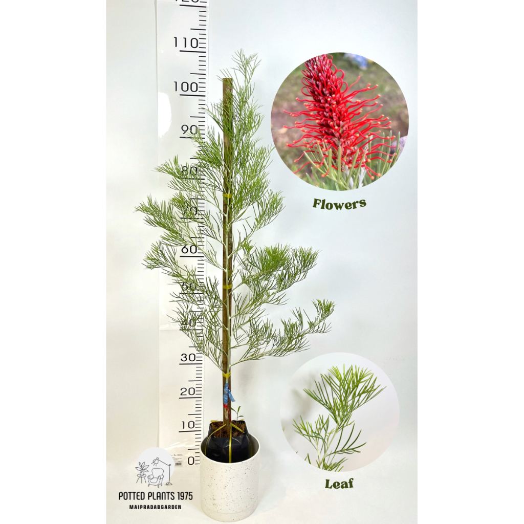 ต้นสนเกรวิลเลีย (Grevillea ‘Scarlet Moon’) แดงเม่น
