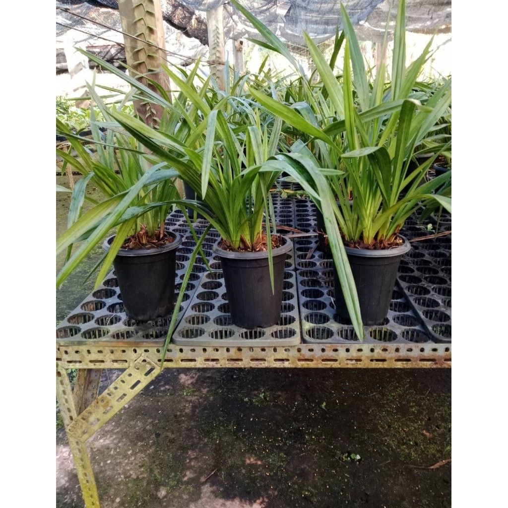 ซิมบิเดียม สีดอกตรงปก ลูกผสมดอกแดง 420 กระถางที่จัดส่งไม่มีดอก - รูปที่ 3