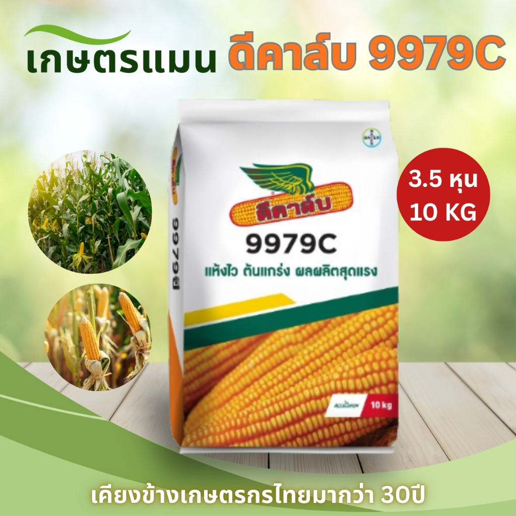 เมล็ดพันธุ์ข้าวโพดดีคาล์บ 9979C 3หุน, 3.5 หุน 10 กิโลกรัม แห้งไว ผลผลิตสูง ต้นแข็งแรง