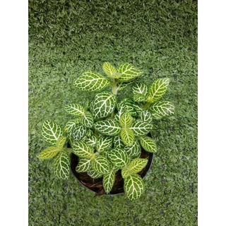 ต้นพรมออสเตรเลียลายขาว [ Fittonia ]ไม้ในกระถาง3"