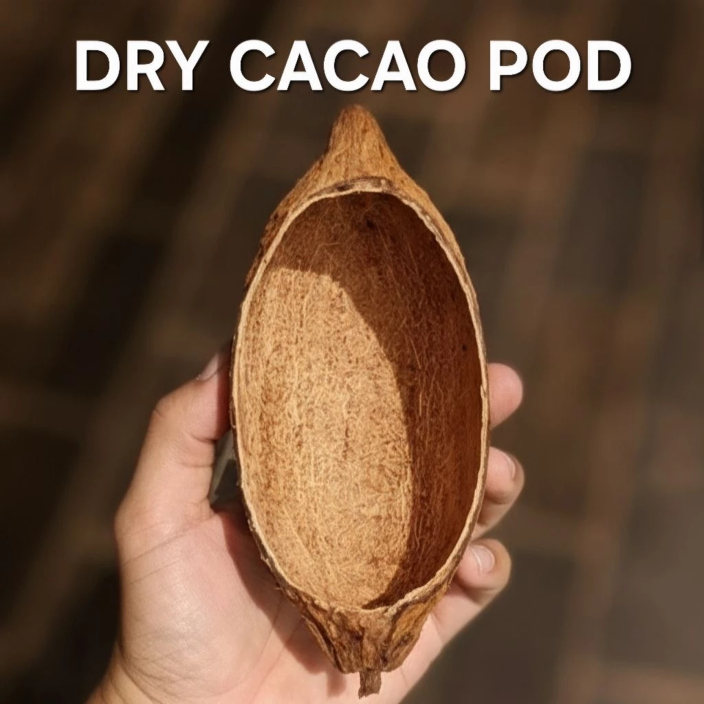 ถ้วยเปลือกโกโก้แห้ง dry cacao pod