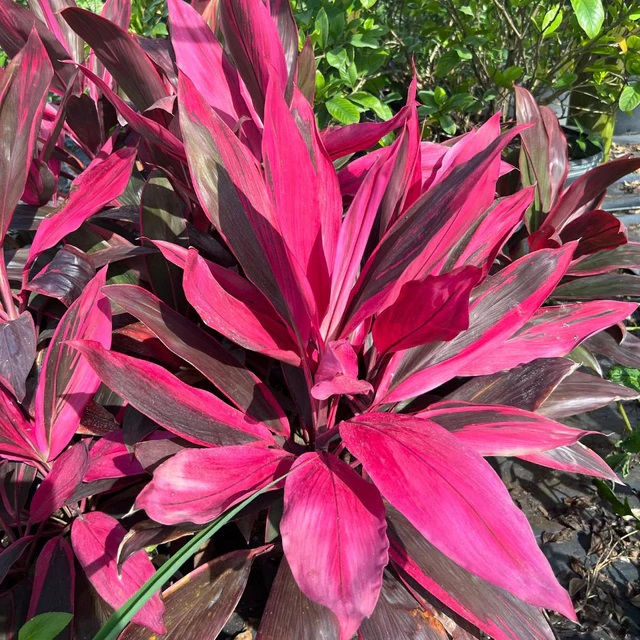 หมากผู้หมากเมีย ทับทิมสยาม ใบสีชมพูไล่สีไปน้ำตาลสวยเด่นมาก Palmm lily, Red dracaena