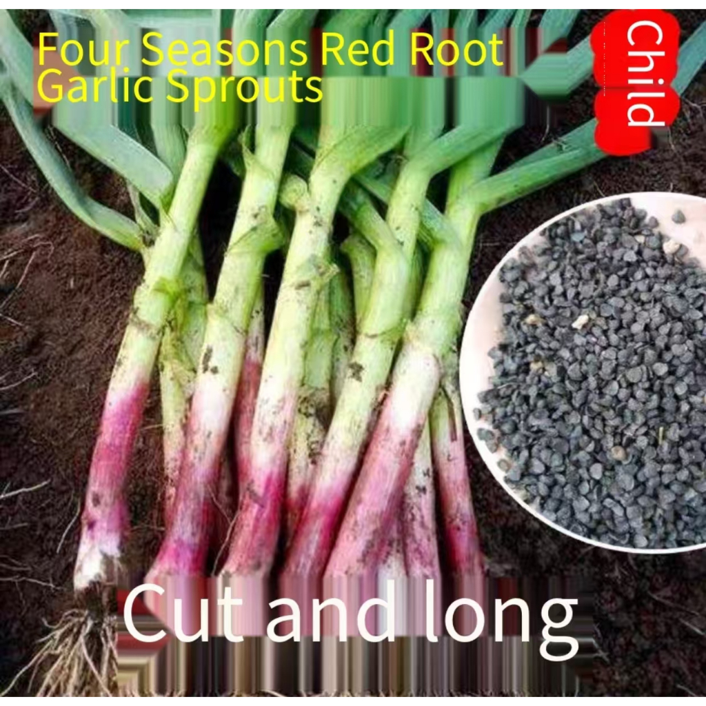 Vegetable seeds, garlic sprouts, vegetable seeds, garden vegetables, kitchen vegetables, vegetable p