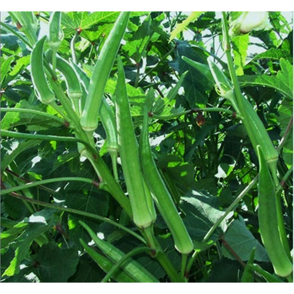 Okra Seeds 20เมล็ด/แพ็ค เมล็ดกระเจี๊ยบเขียว ของแท้ 100% ปลูกง่าย อัตรางอกสูง Okra Plant Vegetable Se