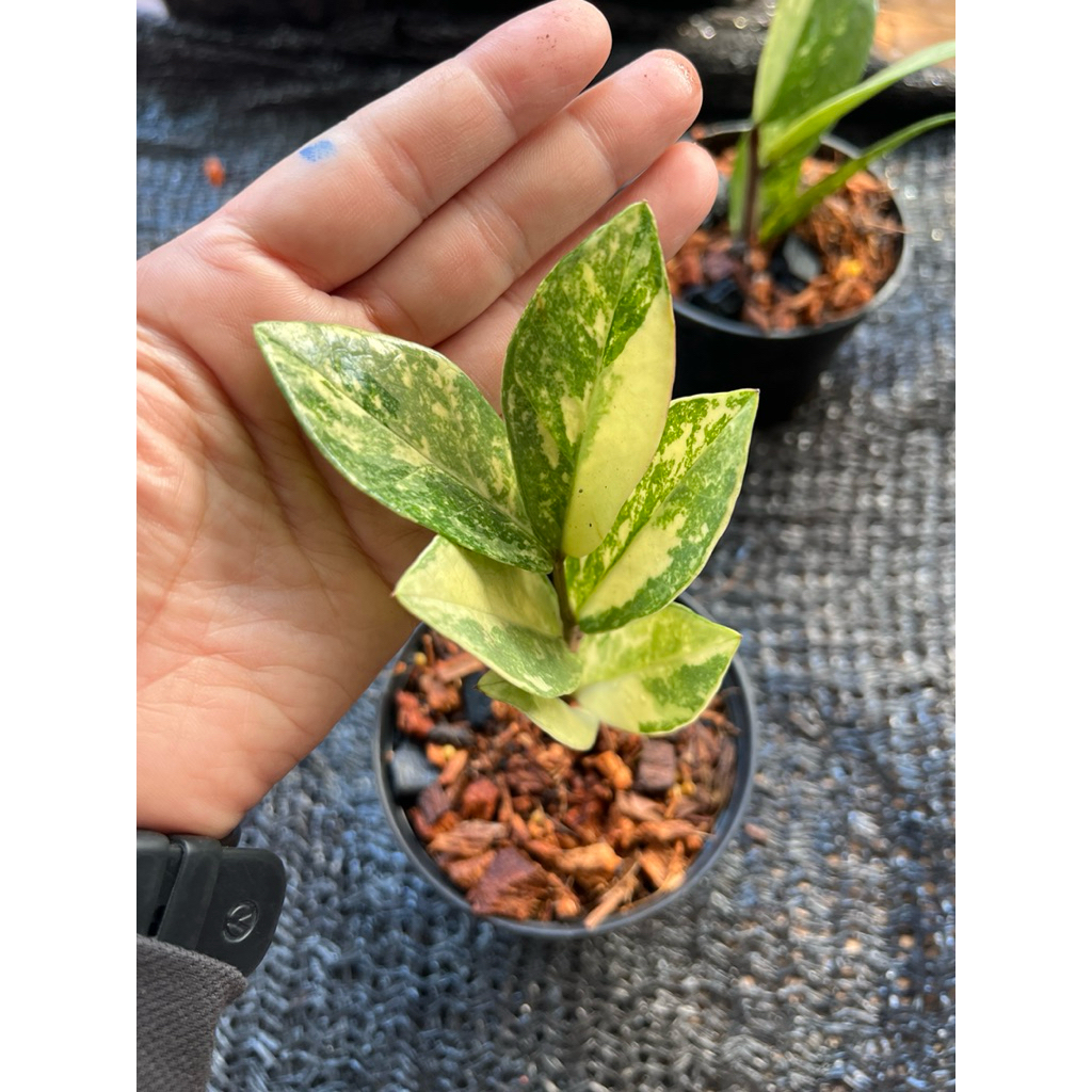 กวักมรกตด่างเหลือง/กระถาง4