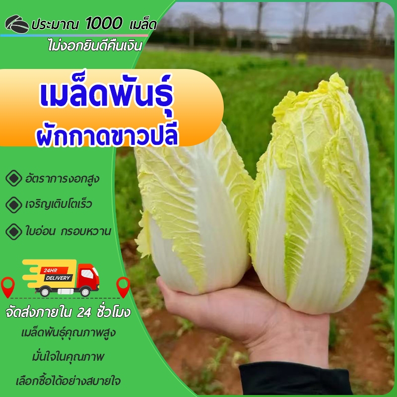 1000 เมล็ด เมล็ดพันธุ์ผักกาดขาวปลี เมล็ดผักกาดขาว งอกดี โตเร็ว ห่อหัวแน่น ใบอ่อน เหมาะสำหรับสวนครัว