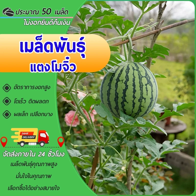 50 เมล็ด เมล็ดพันธุ์แตงโมจิ๋ว แตงโมกระถาง แตงโมแคระ งอกง่าย โตเร็ว ผลเล็ก หวานฉ่ำ ปลูกในกระถางได้