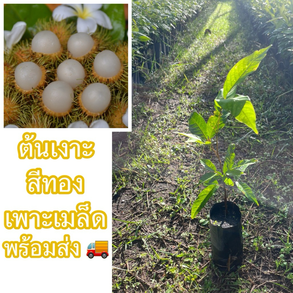 ต้นเงาะสีทอง เพาะเมล็ด(สั่งขั้นต่ำ 2ต้น) ผลมีสีทองสวยน่ากิน เงาะมีรสชาติหวาน กรอบ และเนื้อหนา เมล็ดเล็ก ปลูกง่ายตายยาก