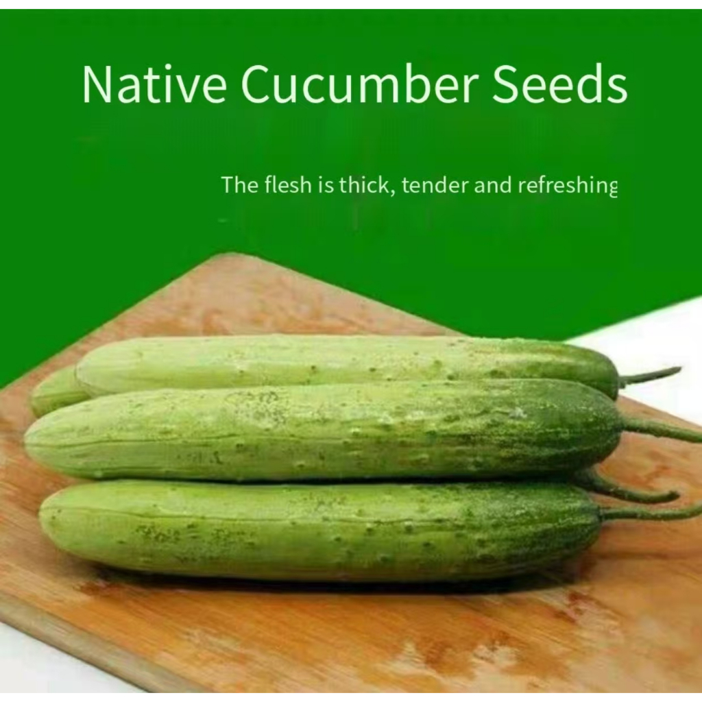 Local king cucumber seeds, fruit cucumber seeds, organic vegetable seeds, planting fruit seeds, cucu