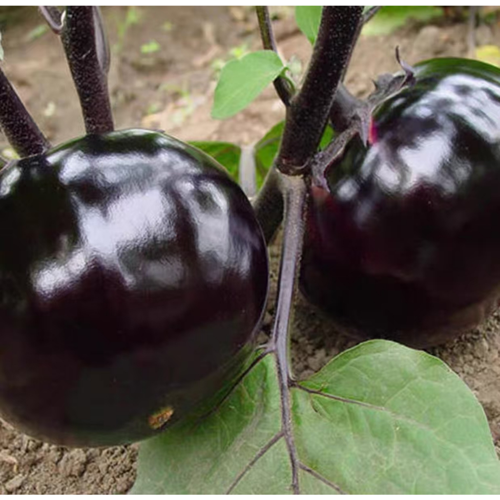 Rare Long Eggplant Seeds Flower Seeds Vegetable Seeds Tree Seeds Air Plants--seeds