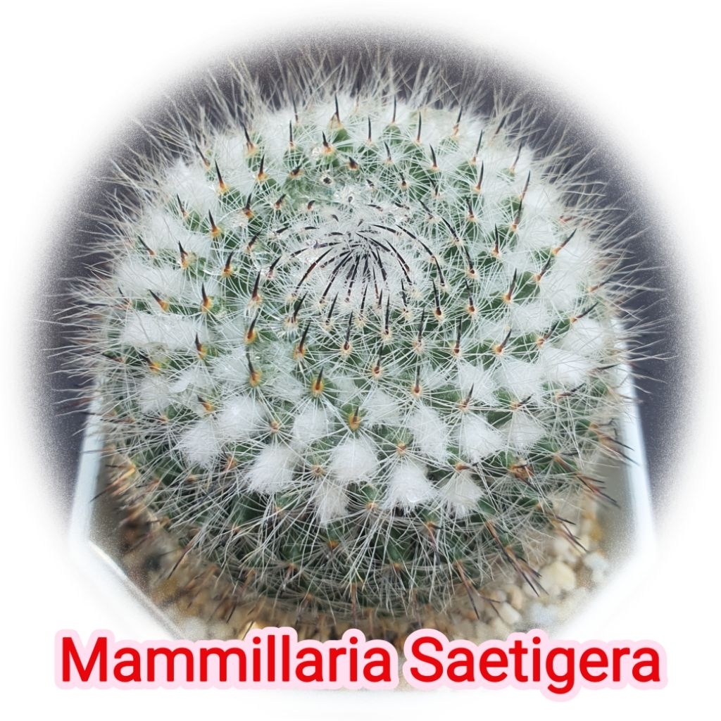แมมซาเอติเกรา Mammillaria Saetigera หนามดำ สวย แคคตัส ไม้เมล็ด ส่งทั้งกระถาง