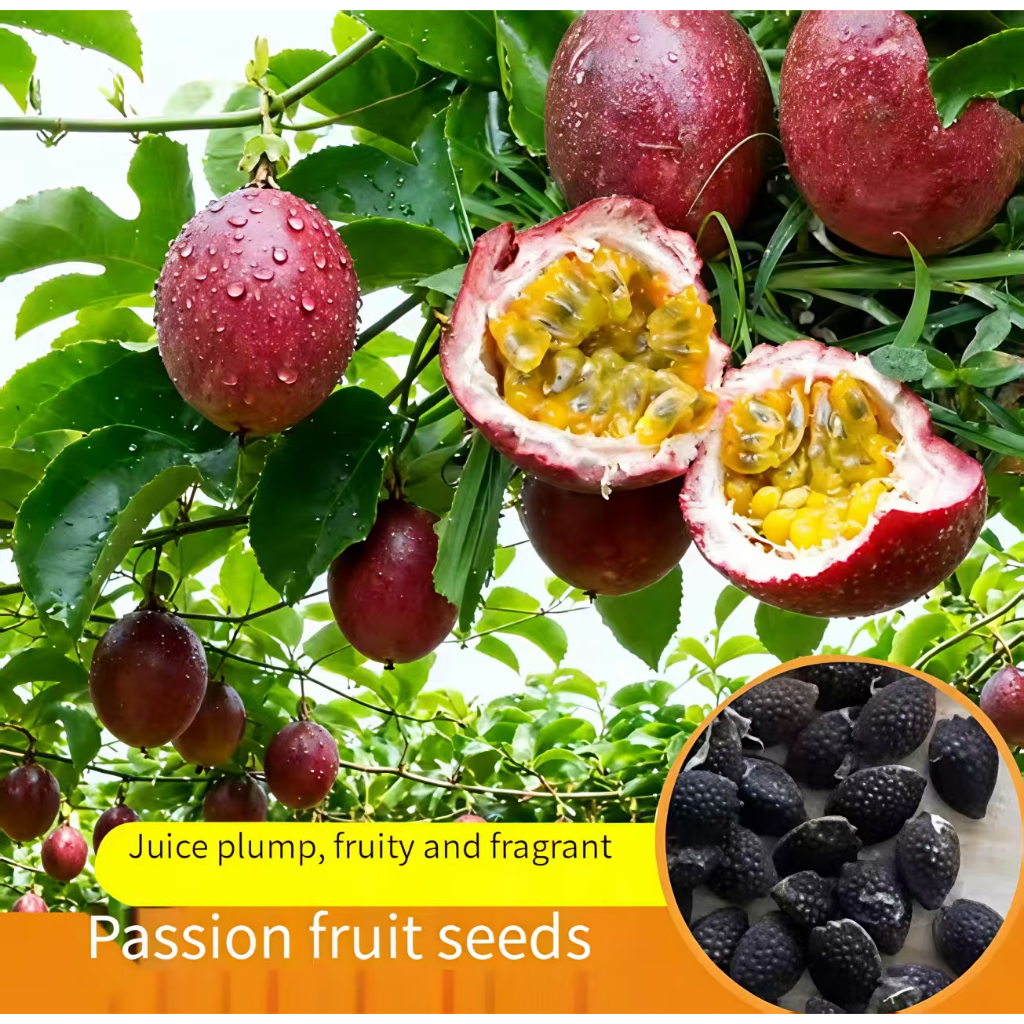 50 passion fruit seeds, sweet juice, horticultural bonsai, tropical passion fruit
