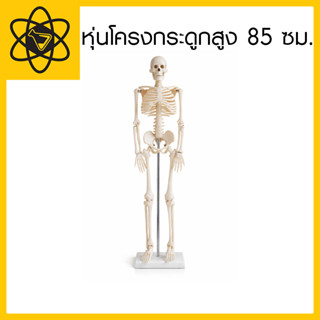 หุ่นโครงกระดูกสูง 85 ซม.ผลิตจากPVC Anatomy:หุ่นจำลอง (พร้อมส…