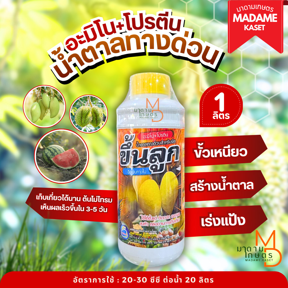น้ำตาลทางด่วน อะมิโน+โปรตีน (ขึ้นลูก) 1 ลิตร ขั้วเหนียว สร้างน้ำตาล เร่งแป้ง