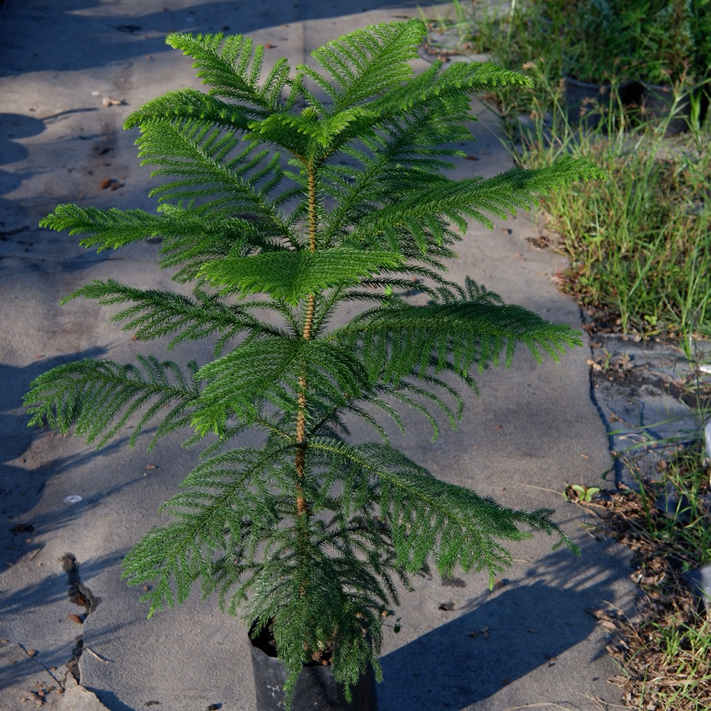 ต้นสนฉัตร ( Norfolk island pine ) ถุง 5 นิ้วสูง 70-80 cm ต้นอวบแข็งแรง