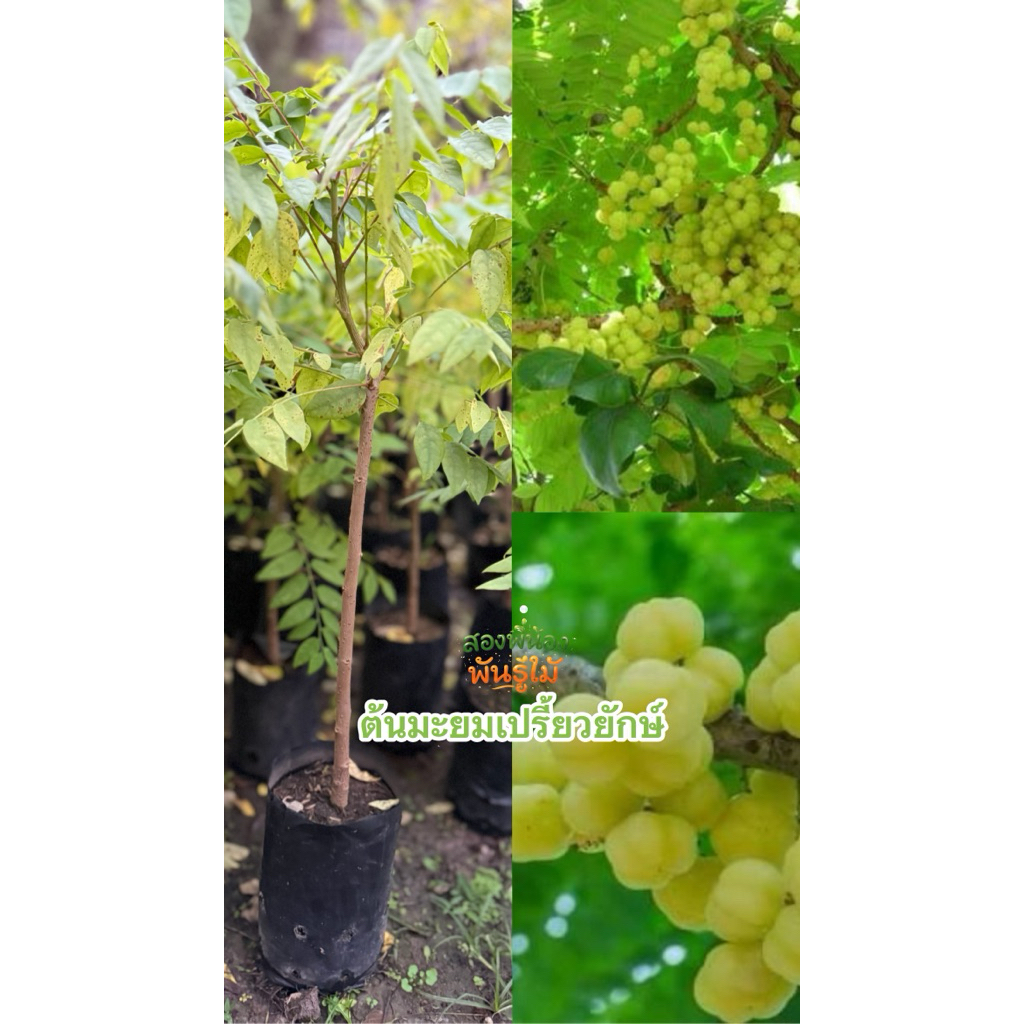ต้นมะยมเปรี้ยวยักษ์ (ชุด2ต้น 129)