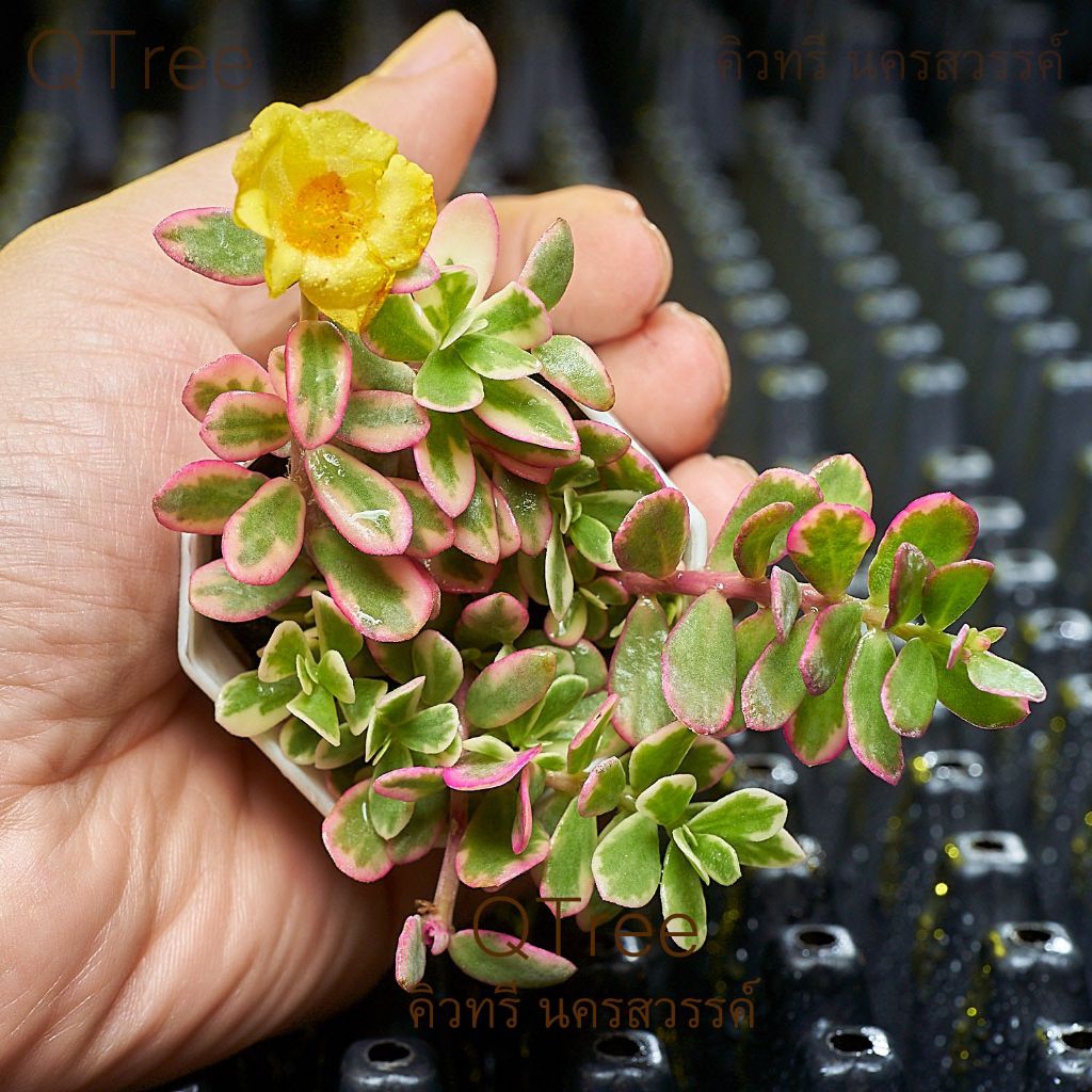 คุณนายไฮโซดอกสีเหลืองในกระถางขนาด 2 นิ้ว - รูปที่ 5