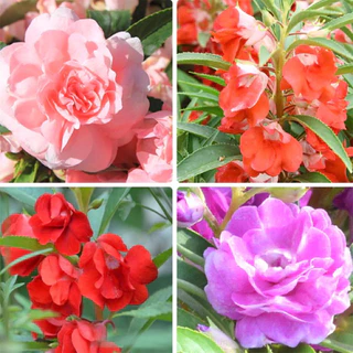 GEMI ซื้อ 5 แถม 5 ฟรี！เมล็ดดอกเทียนซ้อน 180 เมล็ด เทียนกุหลาบ สีขาว, แดง, ชมพู, ม่วง, ด่าง