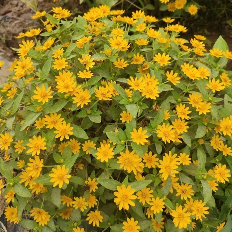 GEMI เมล็ดเก๊กฮวยสีเหลือง 100 เมล็ด อัตราการงอกสูง เบญจมาศเหลือง เมล็ดพันธุ์ ดอกไม้ - รูปที่ 7